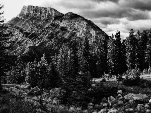 Stones, Mountains, Spruces