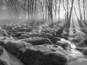 trees, mossy, rays of the Sun, Fog, viewes, Stones