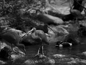 Stones, ibises, water