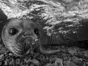 Stones, seal, water