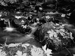 Yellow, stream, Stones, Leaf