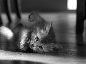 kitten, Stool