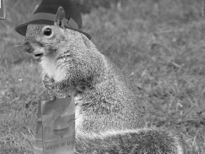 stop, squirrel, Hat