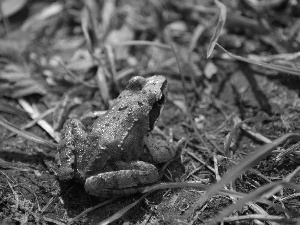 strange frog, amphibian