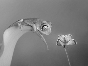 butterfly, Green, strange frog