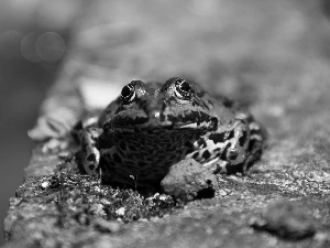 Eyes, Green, strange frog