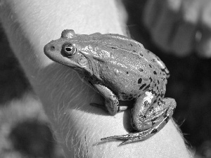 strange frog, hand