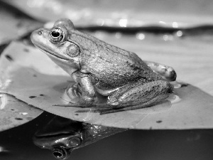 Leaf, Green, strange frog