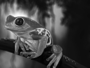 strange frog, twig