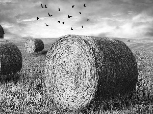 straw, clouds, Field