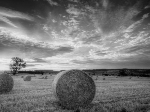 straw, field, sun, Bele, west