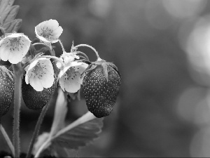 strawberries