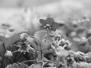 strawberries, Pink, Flowers