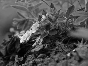 strawberries, White, Flowers