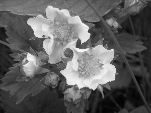 Flowers, strawberries