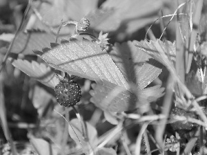 Strawberries, Leaf