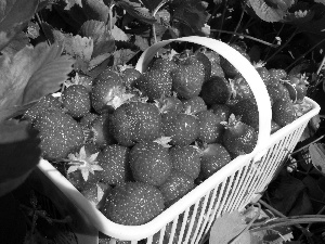 strawberries, leaves, basket, Mature, White