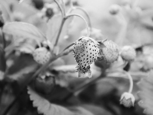 maturing, strawberries