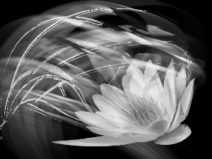 streaks, graphics, water, color, Lily