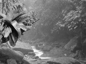 jungle, Stones, stream, Plants