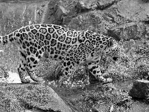 stream, Panther, rocks