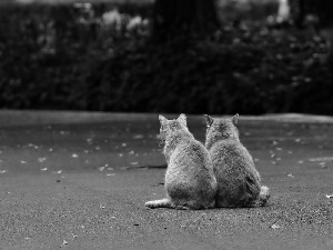 Two cars, cats, Street, red head