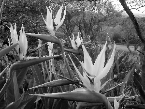 Strelitzia, Park, Yellow