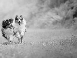 Shetland Sheepdogs, Dogs, stretching