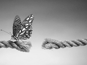 string, butterfly, broken