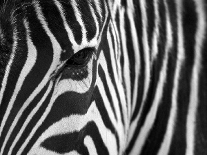 stripes, Zebra, eye