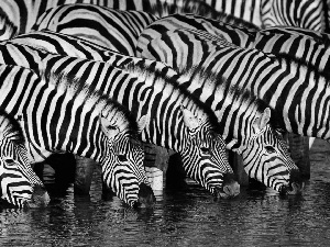 watering place, zebra, stripes