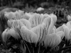 stripes, crocuses, purple