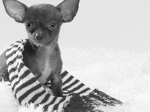 stripes, Chihuahua, Scarf