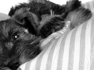 schnauzer, ##, stripes, pillows