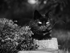 stump, cat, Flowers