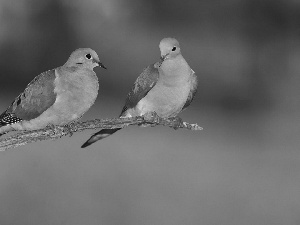 twig, Two, sugars bird