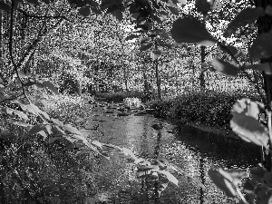 summer, forest, brook