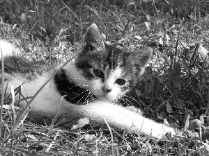 summer, cat, grass