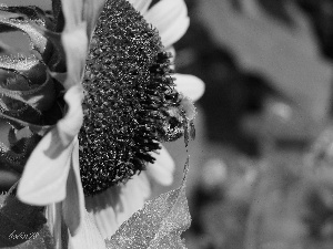 Insect, Colourfull Flowers, summer, dumbledor