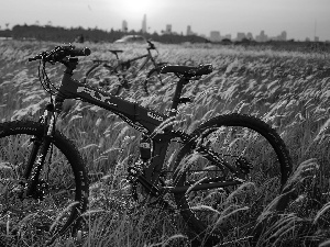 summer, Bike, Meadow