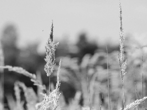 summer, grass, Meadow