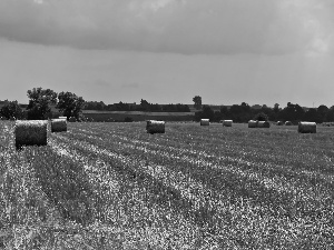 Reaped, Field, summer, corn