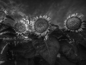 Nice sunflowers, Night, summer, Leaf