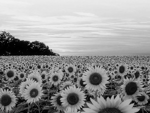 Nice sunflowers, Great Sunsets, summer, Flowers