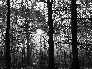 sun, autumn, Leaf, rays, forest