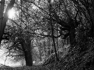 autumn, rays, sun, forest