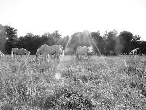 bloodstock, rays, sun, Meadow