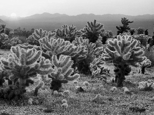 Cactus, rays, sun, Mountains