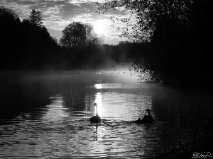 Pond - car, west, sun, Swan