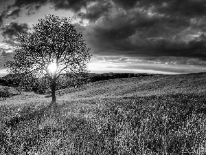 clouds, Meadow, sun, trees